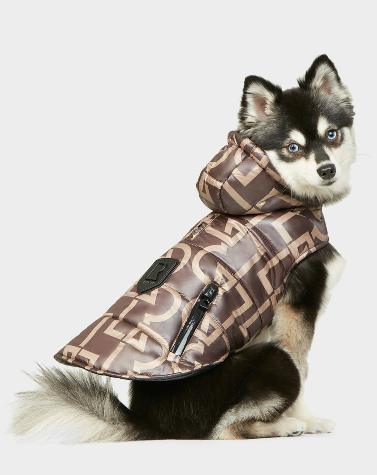 A small black and white dog with blue eyes sits on a plain white background, wearing the Rudsak BUDDIE - 9122520 RUDSAK PRINT designer-patterned brown dog puffer jacket with a zipper and logo patch.