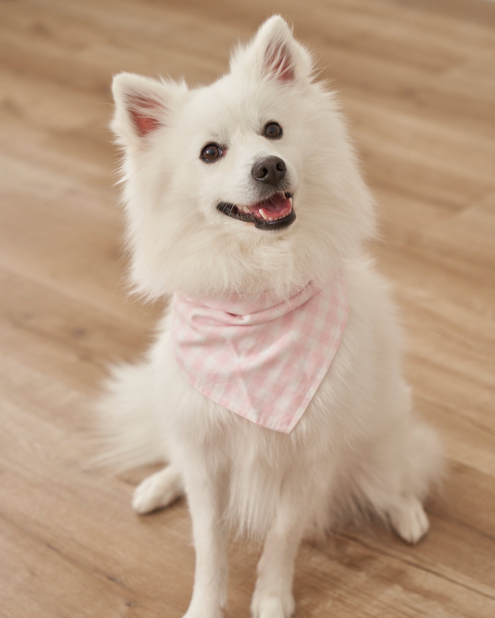 Dog Twill Bandana | Yellow Gingham