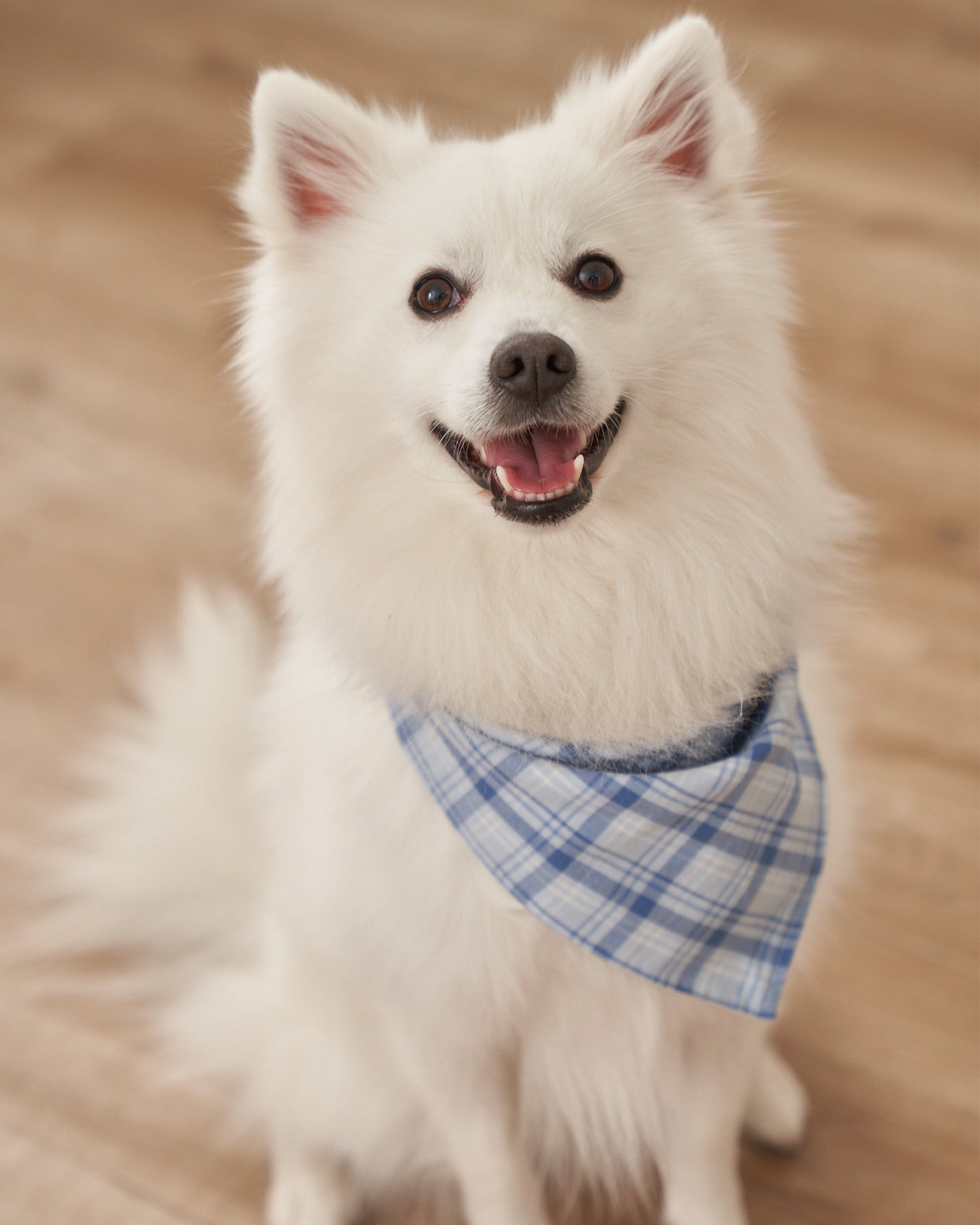 Dog Twill Bandana | Seafarer Tartan