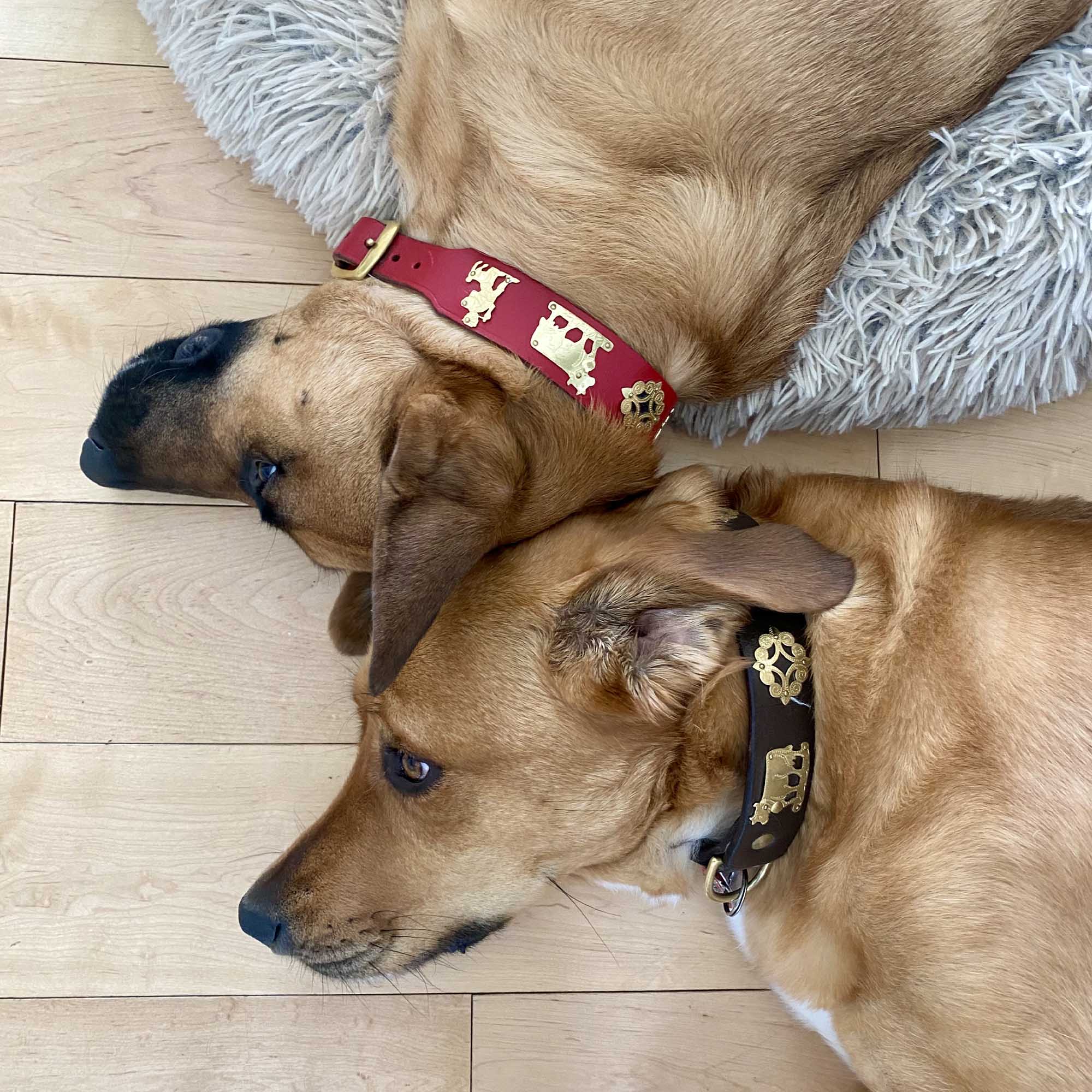 Dog Collar | Red