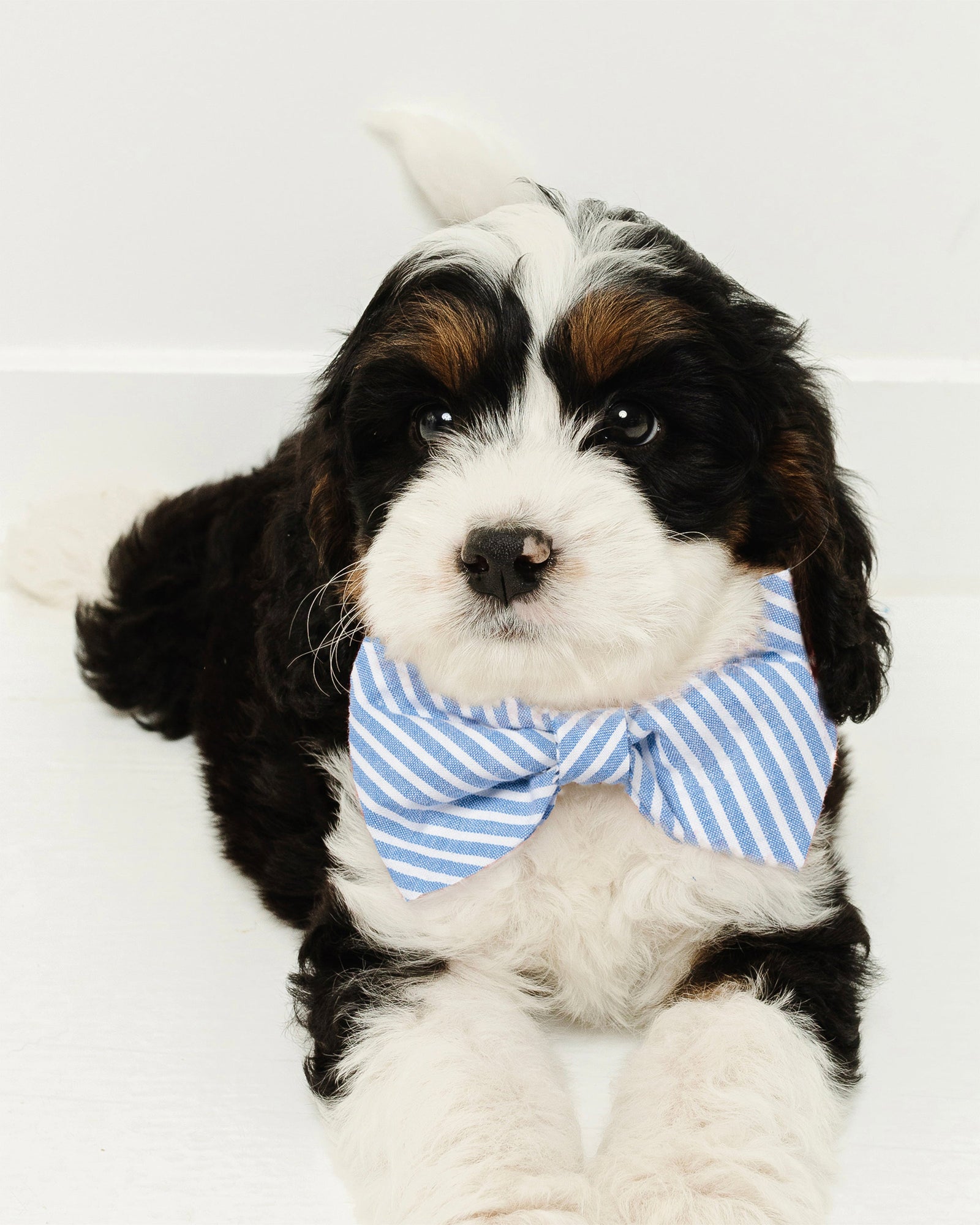 Dog Twill Bow Tie | Yellow Gingham